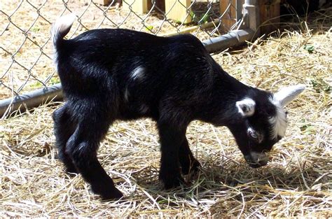 Homestead Roots: Meet the baby goats!!!