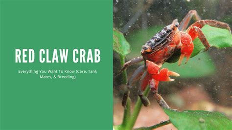 A Comprehensive Guide to Red Claw Crab Care (Diet, Breeding, and Tank ...