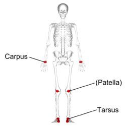 Short bone - Wikipedia