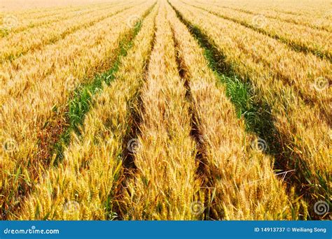 The Scene of a Good Harvest Stock Image - Image of bumper, rich: 14913737