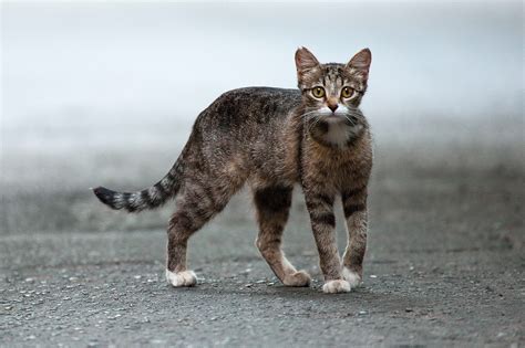 Feral vs. Stray Cat: Here’s How to Tell the Difference | Reader's Digest