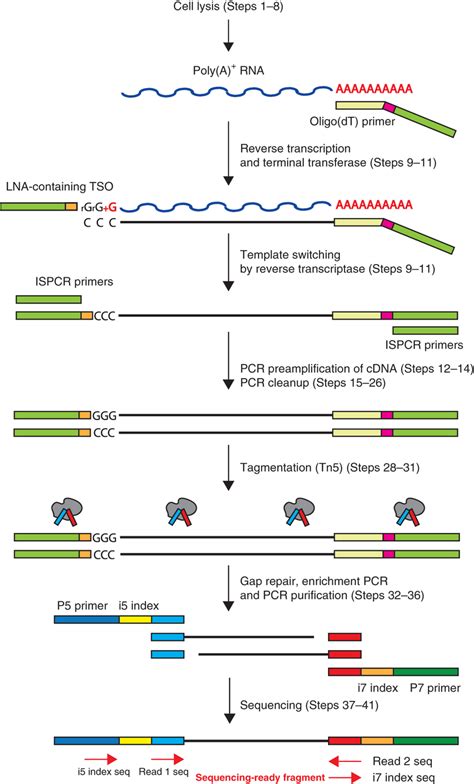 Full-length RNA-seq from single cells using Smart-seq2 | RNA-Seq Blog