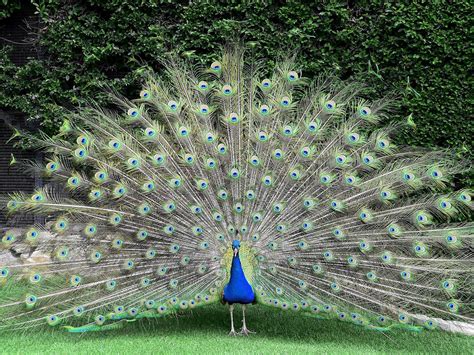 Majestic Turkey : ProperAnimalNames