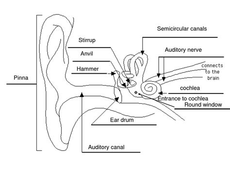 Enchantedlearning com Ear Diagram When a sound wave reaches our ears it ...