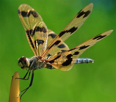 Dragonfly Macro Photos by hypergurl - Insectology Photo (4757579) - Fanpop