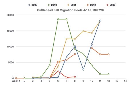 Migration - Bufflehead