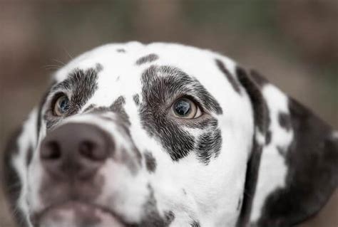 Dalmatian Husky Mix: Complete Guide - Dog Leash Pro