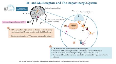 Targeting Muscarinic Acetylcholine Receptors In Schizophrenia