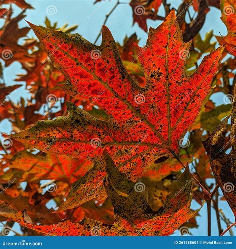 Red Leaves of a Chinar Tree in Autumn Season of Kashmir Stock Photo - Image of maple, sunlight ...