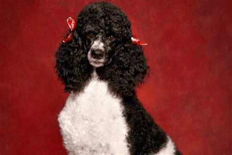 Standard Phantom Poodle Colors – Why Are These Dogs So Rare?