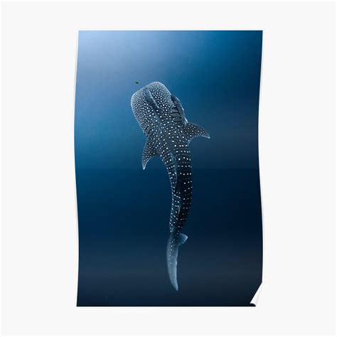 Home Décor Wall Hangings Home & Living Watercolor shark poster Modern Nautical Home Decor Dining ...