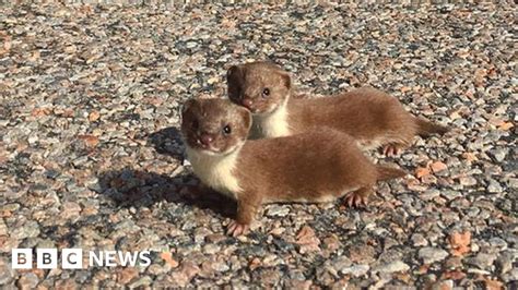 Wee posers: Baby weasels photographed near Achiltibuie - BBC News