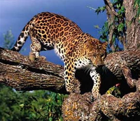 Animals Plants Rainforest: Amur Leopard Facts, Habitat, Conservation