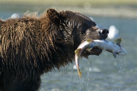 Tribes of Bristol Bay Fight Against Pebble Mine