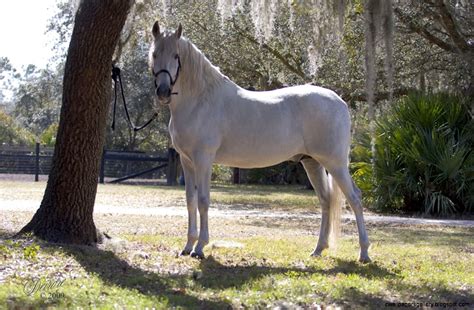 White Andalusian Horse Wallpaper | Wallpapers Gallery