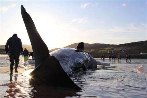 Sperm whale found dead on Scotland beach with 220 pounds of trash in ...