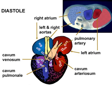 reptile cardiac shunt