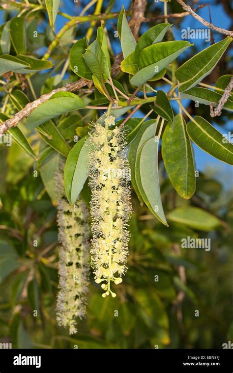 Ombu, Ombu Tree (Phytolacca dioica), blooming branch Stock Photo - Alamy