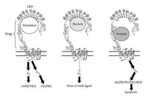 Types of TSH receptor antibodies. Three types of TSH receptor ...