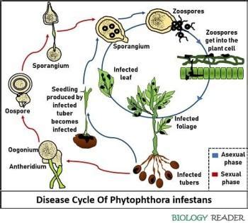 Late Blight of Potato Disease and its Management