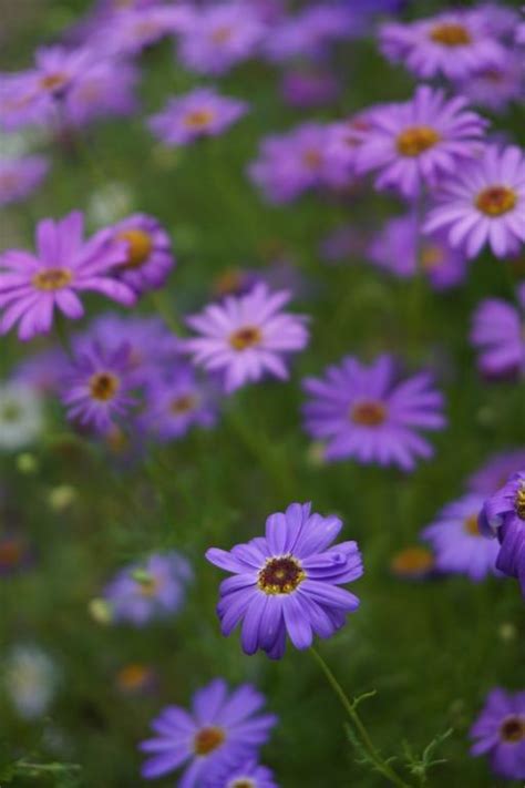 Brachycome iberidifolia, 'Brachy Blue' Seeds £2.65 from Chiltern Seeds - Chiltern Seeds Secure ...