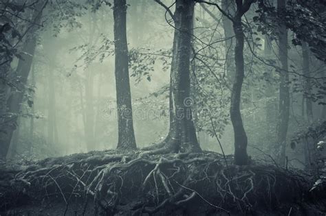 Scary Trees With Roots In A Dark Forest Stock Photo - Image of mood ...