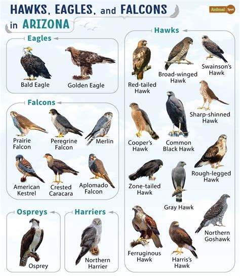 List of Hawks, Eagles, & Falcons in Arizona with Pictures