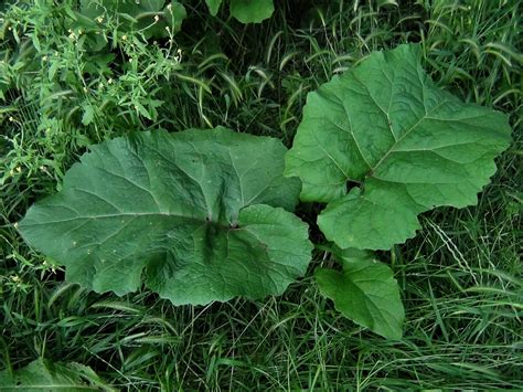 Common Burdock, Lesser Burdock, Arctium minus, Arctinum lappa.