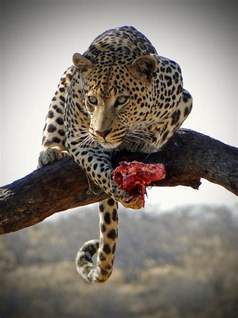 Jaguar eating on a tree branch - Photorator