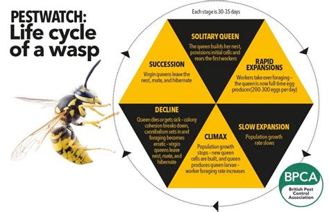 Wasp and Bee Control - Border Control