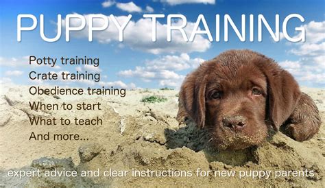 Labrador Puppy Training - The Labrador Site