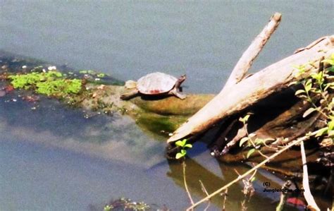 Assam Roofed top Turtle species of Manas National Park ~ Manas ~ Assam ...