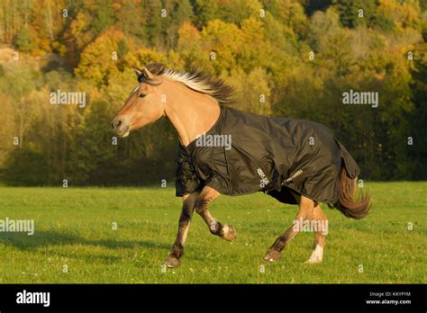 Fjord horse wearing a rug cantering in the field in autumn Stock Photo - Alamy