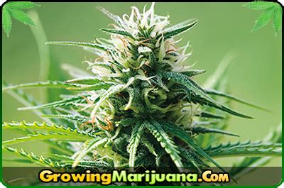 Cannabis Cup Strains – Growing Marijuana