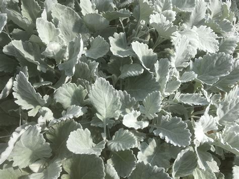 Dusty Miller Flower Meaning - Beautiful Insanity