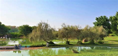 Wasit Wetland Centre Sharjah – Waste Dumping Ground to Natural Marvel