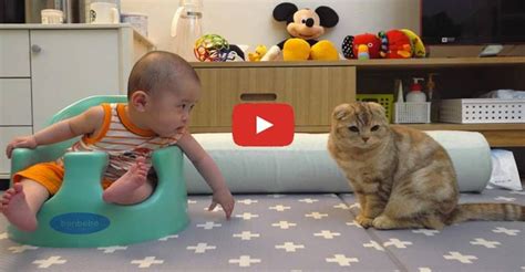 Too Cute! Baby Tries to Make Friends With Cats - We Love Cats and Kittens