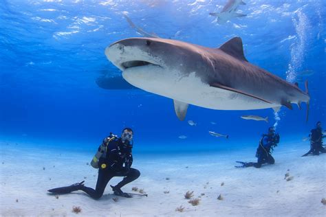 Bullshark diving Playa del Carmen