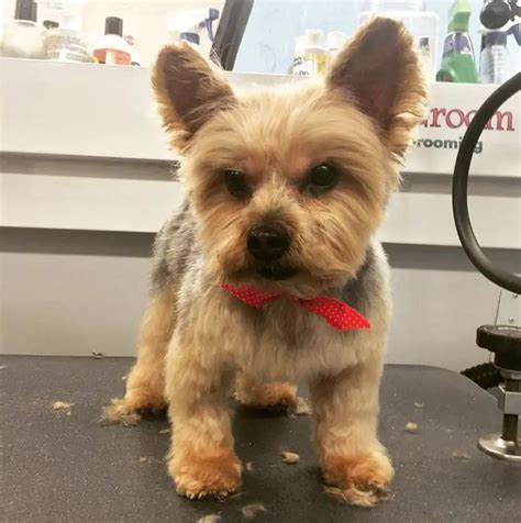 60 Best Yorkie Haircuts for Males and Females – Page 4 – The Paws