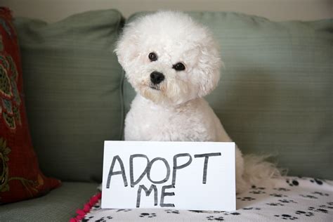 Toy Dogs For Adoption - Home Alqu