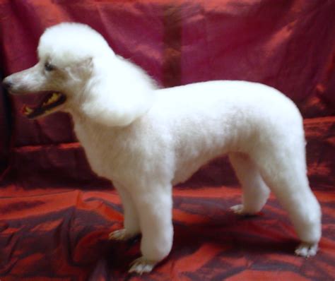 Miniature Poodle Breed Information: History, Health, Pictures, and more