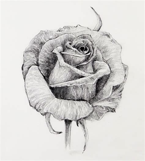 How to Draw a Rose - 30 Minute Drawing Exercise