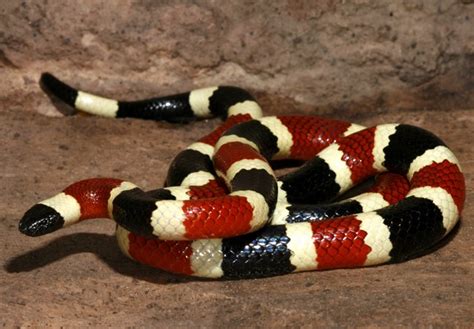 Arizona Coral Snake