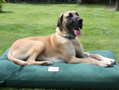 Orthopedic Dog Beds - Handmade in the UK by Berkeley