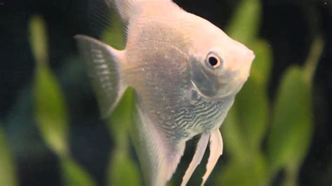 Platinum White Pearlscale Angelfish - Pterophyllum Sp. - YouTube