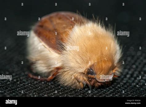 Chafer beetle, Woolly Chafer, Sparmannia flava Stock Photo - Alamy