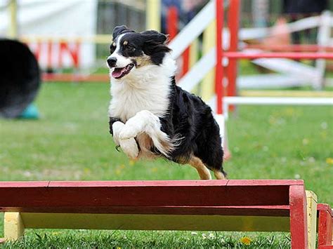 Dog Agility Course Layouts