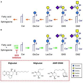 | Structure and synthesis of glycosphingolipids. (A) Synthesis of ...