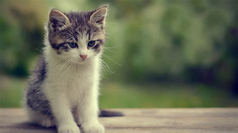 cat, Animals, Kittens Wallpapers HD / Desktop and Mobile Backgrounds