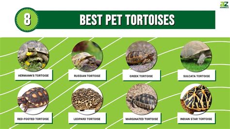 The 8 Best Tortoise Breeds to Keep as Pets in 2024 - A-Z Animals